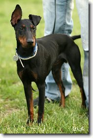 Manchester terrier \(Dog standard\)
