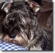 Schnauzer