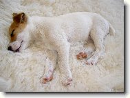 Jack Russell Terrier