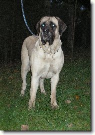 English Mastiff