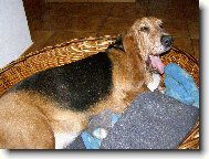 Basset hound \(Dog standard\)