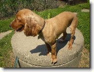 English Cocker Spaniel