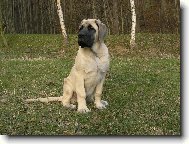 English Mastiff \(Dog standard\)