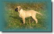 English Mastiff \(Dog standard\)