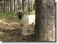 English Mastiff