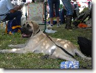 English Mastiff \(Dog standard\)