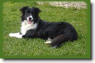 Border Collie