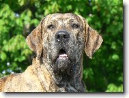 Fila Brasileiro
