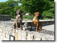 Fila Brasileiro