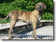 Fila Brasileiro