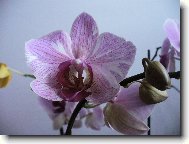 Orchidaceae