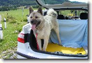 American akita