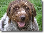 Czech Pointer, Bohemian wire-haired Pointing griffon