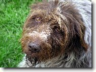 Czech Pointer, Bohemian wire-haired Pointing griffon