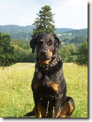 Beauce sheep dog \\\\\(beauceron\\\\\) \\\\\(Dog standard\\\\\)