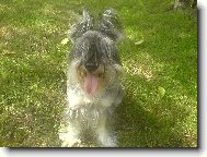 Zwergschnauzer, Miniature Schnauzer