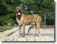 Fila Brasileiro