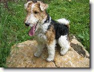 Fox terrier wire \\\\\(Dog standard\\\\\)