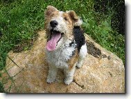 Fox terrier wire \\\\\(Dog standard\\\\\)