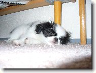 Chin, Japanese Chin
