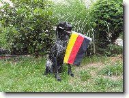Deutscher Kurzhaariger Vorstehhund