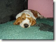 Basset hound \(Dog standard\)