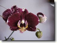 Orchidaceae