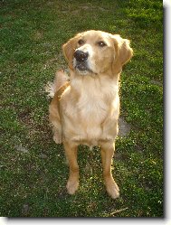 Golden Retriever