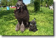 Poodle, Caniche