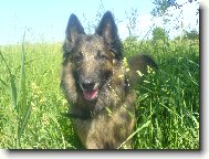 Belgian shepherd tervueren \(Dog standard\)