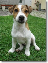 Jack Russell Terrier