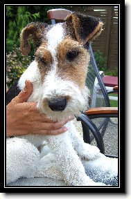 Fox terrier wire \\\\\(Dog standard\\\\\)