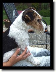 Fox terrier wire \\\\\(Dog standard\\\\\)