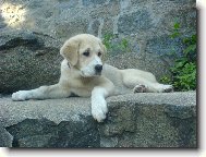 Central asia shepherd dog \(Dog standard\)