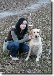 Labrador Retriever