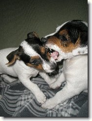 Jack Russell Terrier
