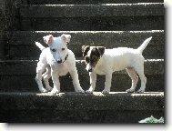 Jack Russell Terrier