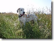 Deutsche Dogge