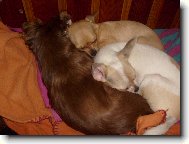 Chihuahua