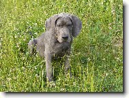 Deutsche Dogge