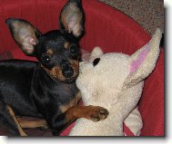 PRAGUE RATTER