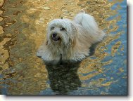 Bichon Havanais, Havanese
