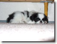Chin, Japanese Chin