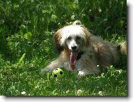 Chinese Crested Dog