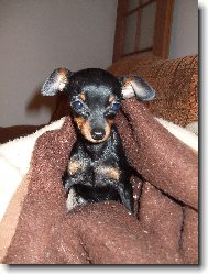 PRAGUE RATTER