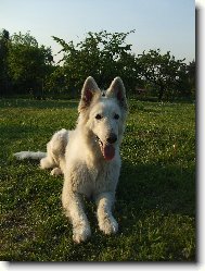 White swiss shepherd dog \(Dog standard\)