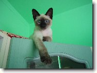 Siamese cat