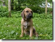 Fila Brasileiro