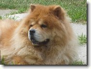 Chow chow \(Dog standard\)