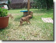 Fila Brasileiro
